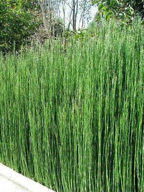 Horsetail Reed, Front Door Landscaping, Privacy Landscaping Backyard, California Backyard, Privacy Plants, Grasses Landscaping, Balcony Plants, Bamboo Garden, Fence Landscaping