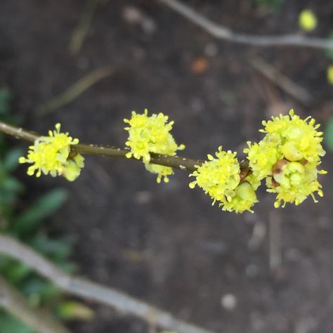 Lindera benzoin ([Northern] Spicebush) Northern Spicebush, Lindera Benzoin, Virginia State University, Master Gardener, Early Spring, Native Plants, Yellow Flowers, House Plants, Wild Flowers