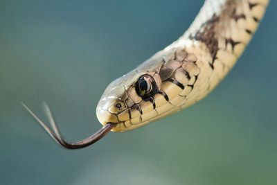 Snakes in Italy: Italian snake Biscia dal collare - European Grass Snake Grass Snake, Yes But, Tuscany Italy, Snakes, Tuscany, In Italy, Italy, Animals