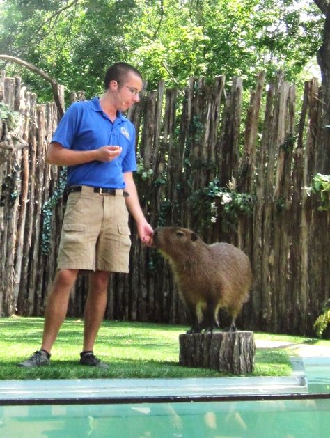 How to train a capybara? Yes, a giant South American rodent is the latest attraction at Dallas Zoo's animal encounters. Animal Keeper, Dallas Zoo, Travel Texas, Animal Encounters, Wildlife Biologist, Zoo Keeper, Incredible Creatures, Texas Travel, Life Plan