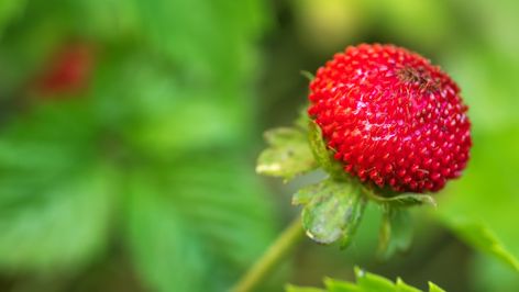 Mock Strawberry, Strawberry Plant, Strawberry Juice, Fake Fruit, Growing Strawberries, Strawberry Plants, Wild Strawberries, Invasive Species, January 23