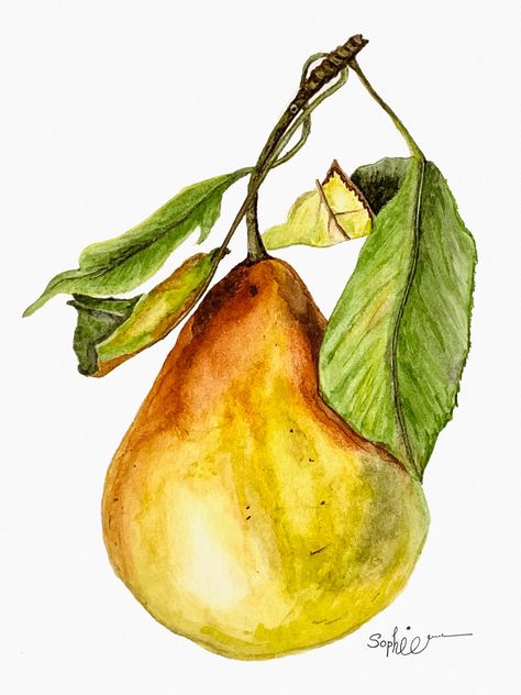 Watercolor painting, Digital Artwork, Illustration, Fine Art,Printable Artwork Fruit Watercolor Painting Easy, Fruits Watercolor Painting, Watercolor Pears, Vegetables Watercolor, Odyssey Art, Watercolor Fruits, Fruit Art Drawings, Fruit Watercolor, Watercolor Pencil Art