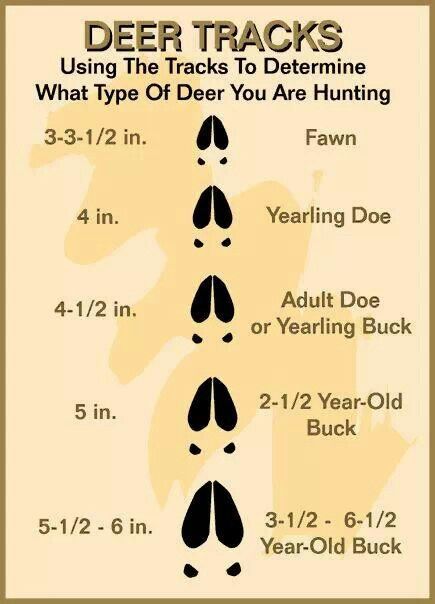 Deer track size chart Deer Stands, Deer Tracks, Whitetail Deer Hunting, Deer Hunting Tips, Quail Hunting, Deer Hunting Blinds, Hunting Life, Hunting Girls, Hunting Tips