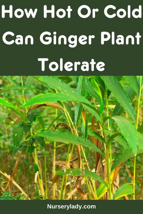 Ginger plant temperature range -
Hot weather tolerance of ginger plant -
Cold hardiness of ginger plant -
Ginger plant temperature stress -
Ginger plant climate preferences -
Ginger plant heat resistance -
Ginger plant cold resistance -
Ginger plant temperature limits -
Ginger plant temperature sensitivity -
Ginger plant optimal temperature -
Ginger plant temperature fluctuations -
Summer care for ginger plants -
Winter care for ginger plants -
Protective measures for extreme temperatures - Ginger Plants, Plants Care, Ginger Plant, Mediterranean Style, Plant Care, Ginger, Need To Know, Canning, Plants