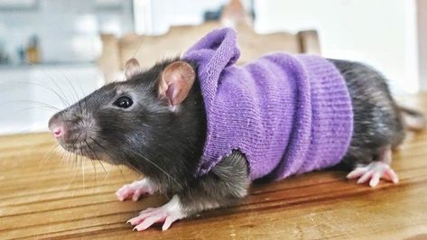 Rat In Clothes, Jrwi Wonderlust, Rat Costumes, Rat Sweater, Rat Clothes, Hamster Clothes, Rat Ideas, Pet Rat Cages, Rat Costume