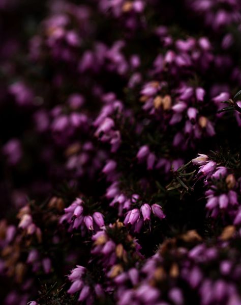 . Wind and rain, that's enough April showers I want the May flowers. Anyone else trying not to trample on the ground too much? I tiptoed around taking a few photos of optimistic flowers standing out against the general gloom. #alittlebeautyeveryday #slowsimpleseasonal #annemacintyre #flowerphotography #floralphotography #fineartflowers #botanicalphotography #tulip #heather #dark_macro_art #flowerslovethedark #mygardentoday #inmygardentoday #smallgarden #gardenphotography #britishflowers #... Macro Art, Macro Photography Flowers, British Flowers, Garden Photography, Wind And Rain, Floral Photography, April Showers, Flower Stands, May Flowers