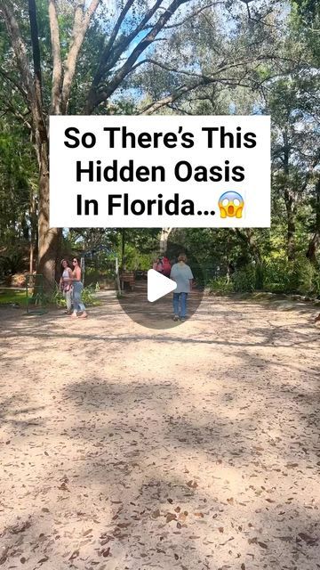 Victoria + Terrence on Instagram: "The most magical hidden gem in Florida!   Put Cedar Lakes Woods And Gardens in Williston Florida on your list! If you are going to Devil’s Den, this is literally 2 min away!!!   Have you visited? I was in awe!  . . . . . . . .  . #reels #adventure #nature #discoverearth #welivetoexplore #wildernessculture #amongthewild #awesomeearth #travel #goparks #ourcamplife #awakethesoul #takemoreadventures #optoutside  #hiddengems #america #usa #earthfocus #floridatravel #roamflorida #floridagirl #bucketlist  #budgettravel #googlemaps #bluewater  #floridasprings #cedarlakeswoodsandgardens #devilsden #northflorida #botanicalgardens" Only In Florida, Fun Places In Florida, Devils Den Florida, Williston Florida, Florida Vibes, Englewood Florida, Florida Landscaping, Travel Florida, Florida Springs