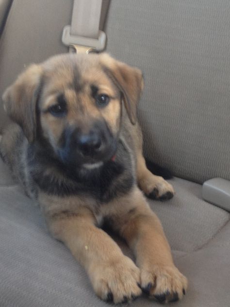 Ahh I want him!! 6 more months and we will find our Hercules!                                                                                                                                                                                 More German Shepherd Lab Mix Puppy, German Shepherd Lab Mix Dogs, Lab German Shepherd Mix Puppy, German Shepherd Mix Puppies, Unique Dog Breeds, Rare Dog Breeds, Labrador Mix, German Shepherd Mix, Dog Mixes