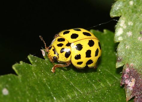 Lately, you have been finding yellow ladybugs in your home, their sudden appearance in your home might get you worried “are yellow ladybugs poisonous”. In this article, you are about to discover whether the ladybugs are poisonous or not. However, before we proceed, we will enlighten you on facts about the ladybugs.   Yellow Ladybugs [...] The post Are Yellow Ladybugs Poisonous? Shocking Facts appeared first on Pestclue. Ladybug Meaning, Ladybug Larvae, Yellow Ladybug, Lady Beetle, Ladybug Wallpaper, Shocking Facts, Lady Bug, Beautiful Butterflies, Facts About