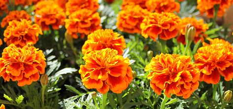 5 mosquito repelling plants | The pest control blog Repel Mosquitos, Monkey Grass, Growing Marigolds, Plant Zones, Mosquito Repelling Plants, Bees And Wasps, Marigold Flower, Flower Spike, Garden Pests