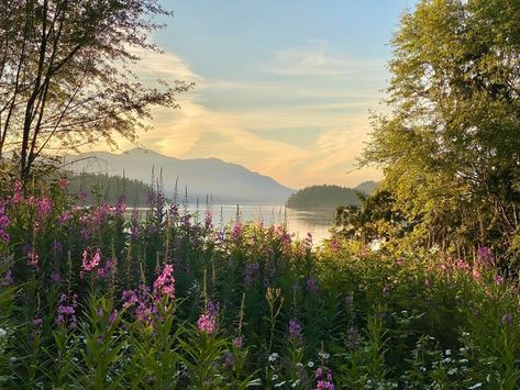 Michelle from Calgary, Alberta got this great summer shot of purple fireweed wildflowers and Poise Island in Porpoise Bay on Sechelt Inlet #PHOTO Michelle Rooney via Picture Perfect Sunshine Coast BC Canada Facebook photography group 🇨🇦 📸 #sunshinecoastbc #sunset #poiseisland #sechelt #secheltinlet #summer #britishcolumbia #canada #exploreBC #photography #sunshinecoast #pacificnorthwest #wildflowers Summer Shots, Sunshine Coast Bc, Purple Wildflowers, Photography Group, Calgary Alberta, Bc Canada, Sunshine Coast, Pacific Northwest, British Columbia