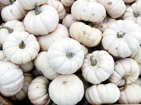 Types Of Pumpkins, Pumpkin Varieties, Beautiful Pumpkins, Pumpkin Treat, Small Pumpkins, Pumpkin Baby, Mini Pumpkins, Healthy Vegetables, Heirloom Seeds