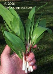 Wild Leeks, Wild Ramps, Mushroom Wine Sauce, Beef Stroganoff Crockpot, Wild Onions, Canning Pickles, Wild Mushroom, Wild Garlic, Pickled Veggies