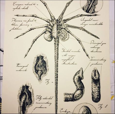 Alien Covenant Concept Art, Aliens Movie Art, Hr Giger Art, Giger Alien, Giger Art, Alien Isolation, Alien Artwork, Arte Alien, Fallout Art