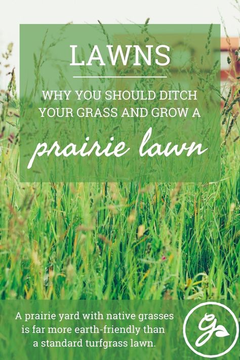 Prairie Landscape, Native Grasses, Planting Grass, Lawn Turf, Lawn Alternatives, Growing Grass, Barley Grass, Wild Grass, Zone 9