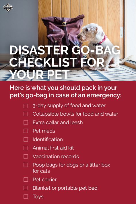 How To Prepare For A Dog, Dog Travel Bag Essentials, Dog Bug Out Bag, Dog Emergency Go Bag, Pet First Aid Kit, Natural Disaster Preparedness, Emergency Go Bag, Pet Meds, Emergency Evacuation