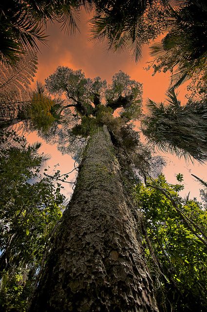 Waipoua Forest,, Northland Region, New Zealand: go with a Maori guide into the forest amazing Nz Forest, New Zealand Forest, Kauri Tree, Photo Voyage, Amazing Trees, Nz Travel, Kia Ora, Tree Magic, Positive Vibrations