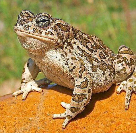 Sapo toad Toad Reference Photo, Toad Picture, Toad Reference, Toad Animal, Insect Photography, Frog Pictures, Ap Studio Art, Cat Pose, Frog And Toad