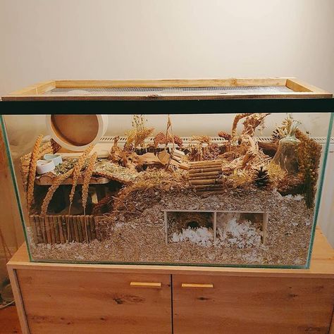 Natural Gerbil Cage Ideas, Natural Hamster Habitat Ideas, Glass Hamster Cage Ideas, Mouse Cages Ideas, Hamster Bin Cage Aesthetic, Hamster Diy Cage Ideas, Hamster Fish Tank Cage, Glass Hamster Cage, Diy Hamster Enclosure