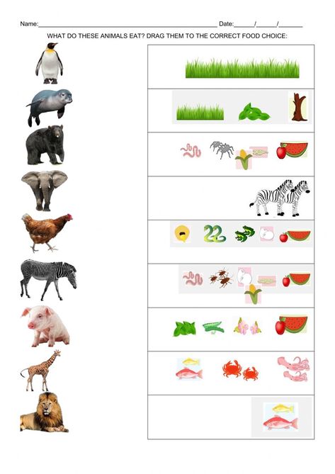 What Animals Eat Worksheet, What Do Animals Eat Worksheets, What Animals Eat, Carnivores Herbivores Omnivores, Animal Eating, Animal Activities For Kids, Holiday Math, Animal Worksheets, Rabbit Eating