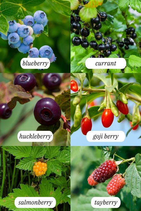 full list of berries to plant in the garden Perennial Food Plants, Berry Plants Garden, Blueberry Plants Gardening, Berry Garden Layout, Zone 4 Perennials, Growing Berries, Backyard Orchard, Food Forest Garden, Types Of Berries