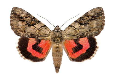 Rosy underwing moth, Catocala electa. Rosy underwing, Catocala electa, an Europe #Sponsored , #paid, #Paid, #underwing, #Europe, #electa, #Rosy Underwing Moth, Side Scroller, Shady Lady, Fibres Textiles, Drawing Projects, Stock Photography Free, Beautiful Butterflies, Moth, Insects