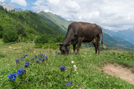 Do you ever wonder what animal only eats plants? Well, you’re in luck! In this blog post, we’ll… Svaneti Georgia, Plant Eater, Howler Monkey, African Savannah, The Himalayas, Gentle Giant, Aquatic Plants, Animals Of The World, Zebras