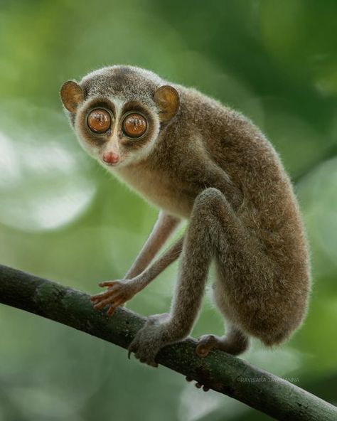 Ravisara Jayamanna on Instagram: "The red slender loris (Loris tardigradus) is a small, nocturnal strepsirrhine primate native to the rainforests of Sri Lanka. Red slender lorises are nocturnal and arboreal. When not feeding, they are quite sociable, forming small groups where the members groom each other, sleep and play in the same area.

#wildlife #nature #wildlifephotography #naturephotography #animals #photography #wild #earthfocus #discovery #earthcapture #photooftheday #picoftheday #morning #srilankan #nikonasia #mynikkor #natgeo #srilanka #yourshotphotographer #srilankanwildlife #natgeoyourshot #bbcearth #nikonasia #srilankanwildlifetours #redslenderloris #wildlifetours #wildlifephotographer" Slender Loris, Slow Loris, Unusual Pictures, Nocturnal Animals, Curious Creatures, Quiet Place, Cuddly Animals, Types Of Animals, Living In Alaska