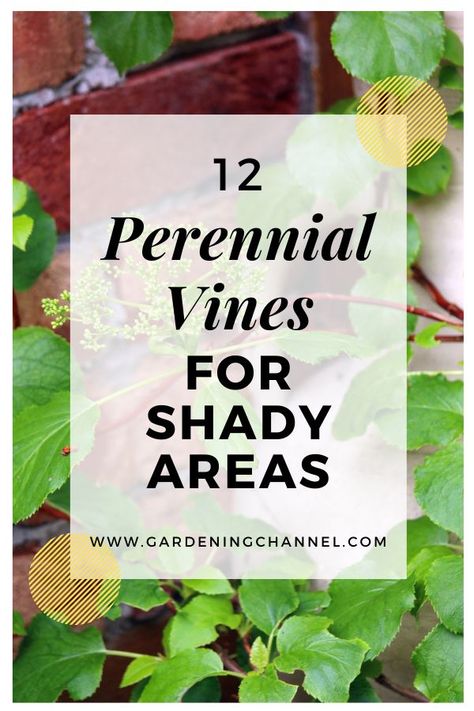 climbing hydrangea vine with text overlay twelve perennial vines for shady areas Vining Plants For Shade, Shade Vines Perennial, Shade Loving Vine, Vines For Shaded Areas, Shade Loving Climbing Plants, Vine Outdoor Plants, Shade Vines Flowering, Vines That Grow In Shade Climbing, Climbing Shade Plants