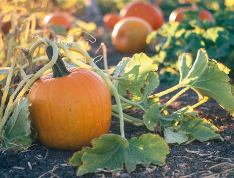 When To Plant Pumpkins, Pumpkin Plants, Plants Backyard, Backyard Boss, Pruning Tomato Plants, Types Of Pumpkins, Garden Planning Layout, Pumpkin Vine, Planting Pumpkins