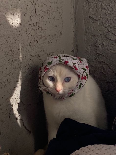 ig @misscirclek Babushka Cat, Cat Obsession, Crazy Cats, Cute Animals, Kitty, Memes, Animals