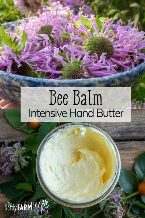 Infuse Bee Balm (Monarda fistulosa) flowers & leaves in oil, then combine with shea butter, to make a healing hand butter for dry or achy hands. Herbal Salve Recipes, Sore Hands, Herbal Medicine Recipes, Herbal Remedies Recipes, Salve Recipes, Herbal Salves, Herbal Recipes, Herbal Apothecary, Natural Healing Remedies