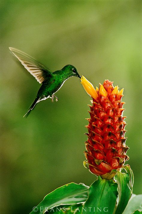 Frans Lanting - Green-crowned brilliant hummingbird, Heliodoxa jacula, feeding on ginger flower, Costus montanus, Monteverde Cloud Forest Reserve, Costa Rica Monteverde Cloud Forest, Frans Lanting, National Geographic Photographers, Ginger Flower, Cloud Forest, Outdoor Photographer, Most Beautiful Birds, Monteverde, School Photography