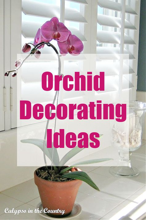 Pink orchid in window. Orchid Bedroom Decor, Outdoor Orchid Display Ideas, Orchid Decor Living Room, Artificial Orchid Arrangement, Orchids Arrangements Ideas, Orchid Centerpiece Diy, Decorating With Orchids, Displaying Orchids, Orchid Display Ideas