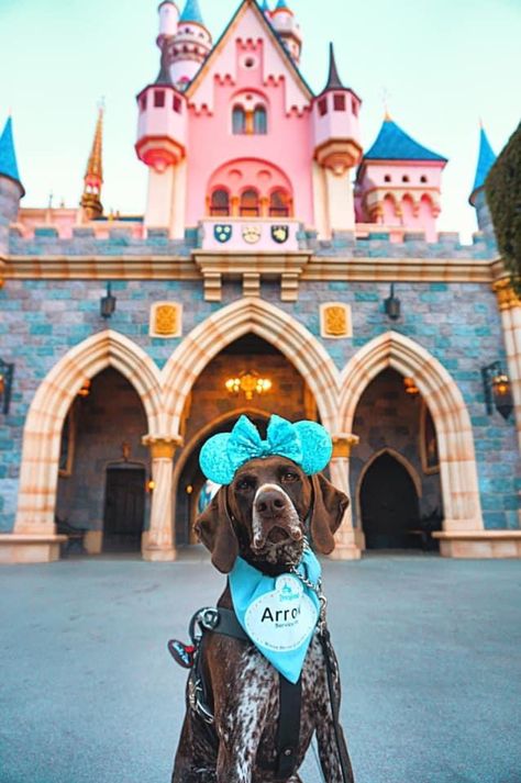 Disney Service Dog Vest, Disney Service Dog, Service Dogs Gear, Disneyland Photos, Dogs Stuff, Service Dog Vests, Assistance Dog, Emotional Support Animal, Dog Vest