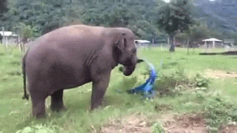 There is no greater joy than that of dancing with a ribbon. (H/T Siz.io) Elephant Gif, Baby Elefant, Elephant Sanctuary, Save The Elephants, Elephant Love, Extinct Animals, Wildlife Animals, Baby Elephant, Animal Gifs