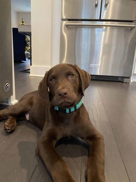 Lab Retriever Mix Puppy, Chocolate Lab Dog, Puppy Labrador, Chocolate Labs Full Grown, Brown Lab Puppies, Choc Lab, Chocolate Retriever, Chocolate Golden Retriever, Cute Chocolate Lab