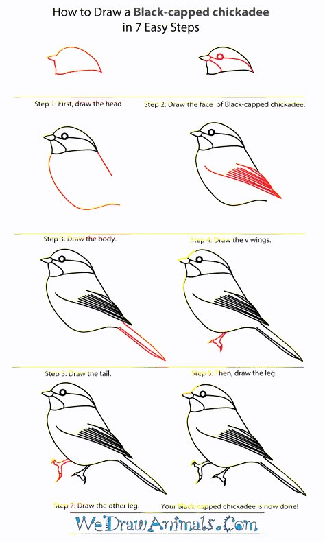 how to draw a chickadee - Google Search Draw A Bird, Drawing Birds, Easy Animals, Bird Painting, Tole Painting, Bird Drawings, Watercolor Bird, Christmas Paintings, Drawing Lessons