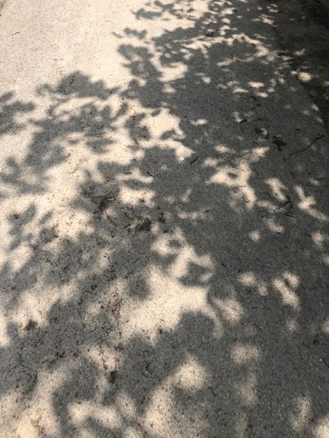 Tree Shadow Drawing, Komorebi Art, Tree Shadow Photography, Leaf Shadow Background, Shadow Photoshoot, Plant Shadow, Leaves Shadow, Leaf Shadow, Shadow Tree