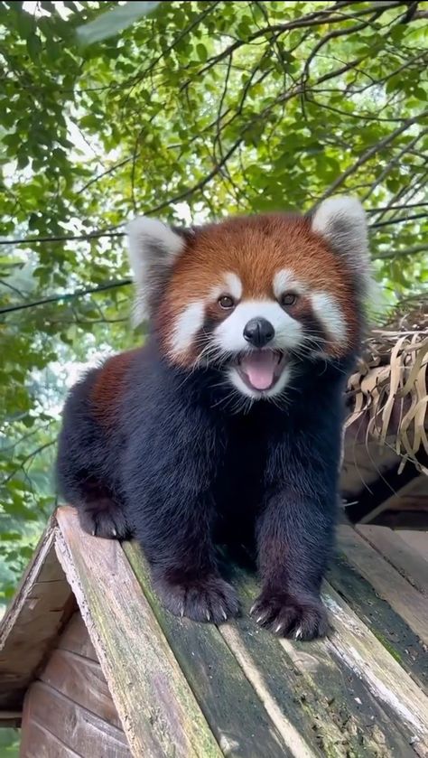 Red Panda Cute, Red Pandas, Cute Small Animals, Pretty Animals, Silly Animals, Cute Wild Animals, Cute Animal Photos, Red Panda