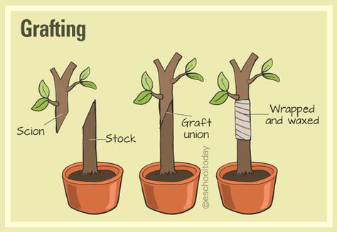 What is grafting in artificial propagation? Here is more: #grafting #vegetative-propagation #reproduction #plantscience #vegetative http://eschooltoday.com/science/asexual-reproduction/what-is-artificial-vegetative-propagation.html Vegetative Propagation Plants, Asexual Plants, Asexual Reproduction In Plants, Propogating Plants, Plant Reproduction, Asexual Reproduction, Garden Bonsai Tree, Vegetative Reproduction, Diy Wall Design