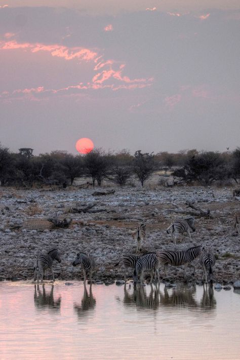 https://flic.kr/p/dzSzmh | zebra sunset Etosha National Park, Wildlife Reserve, Watering Hole, Out Of Africa, Sun Sets, African Wildlife, African Safari, Zebras, Wyoming