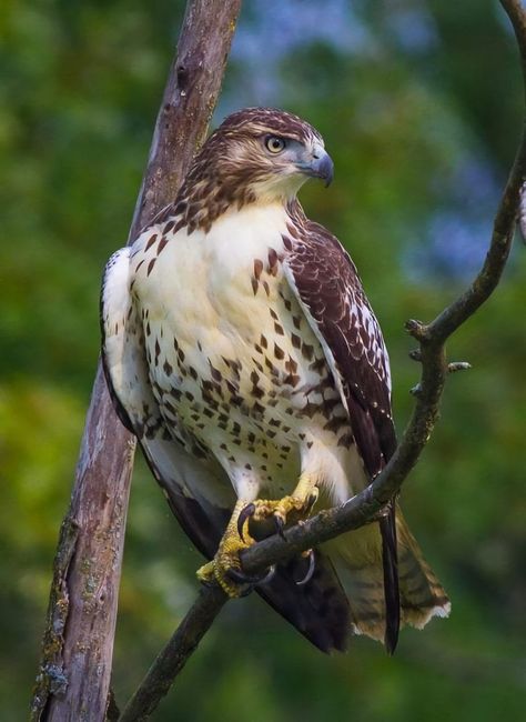 Red-tailed Hawk Hawk Photos, Regard Animal, Aigle Royal, Raptors Bird, World Birds, Red Tailed Hawk, Bird Pictures, Pretty Birds, Colorful Birds