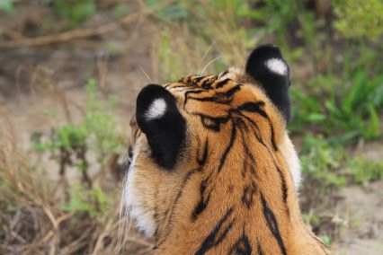 Picture of the Day! #wildanimalsanctuary Do you like my faux eyes? Tiger Ears, Wild Animal Sanctuary, Bedroom Painting, Cool Animals, Animal Sanctuary, Large Cats, Big Cat, Wild Animal, Big Cats