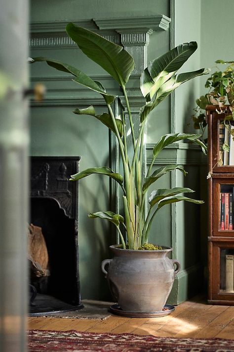 Bird of Paradise Birds Of Paradise Plant, Large Indoor Plants, Paradise Plant, House Plants Decor, House Plants Indoor, Bird Of Paradise, Foliage Plants, Large Plants, Birds Of Paradise