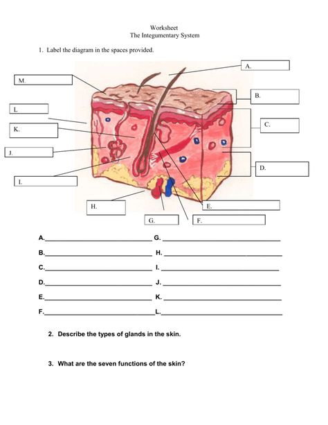 Integumentary System Worksheets Integumentary System, Biology Lessons, Nursing School Studying, Human Anatomy And Physiology, Medical Knowledge, Color Worksheets, Homeschool Science, Body Systems, Homework Help