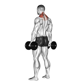 Dumbbell Shrugs, Shrug Exercise, Workout For Neck, Neck Muscles Workout, Neck Strengthening Exercises, Neck Workout, Shrugs Workout, Shoulder Press Workout, Total Body Workout Plan