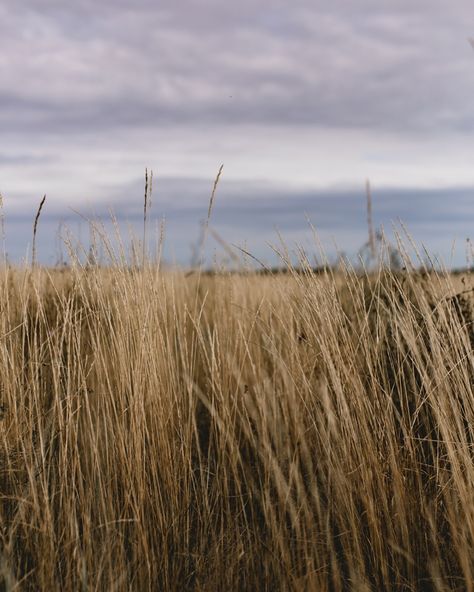 Prairie lands 🌾 Prairie Aesthetic, Grass Photography, Minnesota, Collage, Photography, Pins, Quick Saves