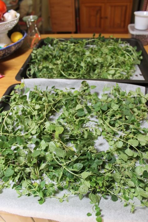 Dehydrating mint and oregano in the oven. Set oven to 145 - 150 degree F until leaves are dehydrated. Keep checking but approx 2-3 hours. Leave stems until dried then remove. Dehydrating Herbs In Oven, Dehydrate Herbs In Oven, How To Dry Oregano Leaves In The Oven, Drying Oregano In Oven, Drying Cilantro In Oven, Drying Oregano, Dehydrating Herbs, Broccoli Leaves, Dry Sage