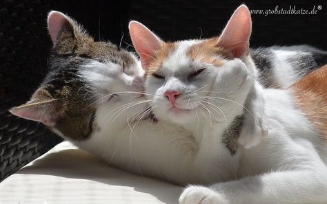 Kitties Cuddling, Cat Kiss, Cat Couple, Haiwan Lucu, Two Cats, Cat Aesthetic, Silly Cats, Pretty Cats, Baby Cats